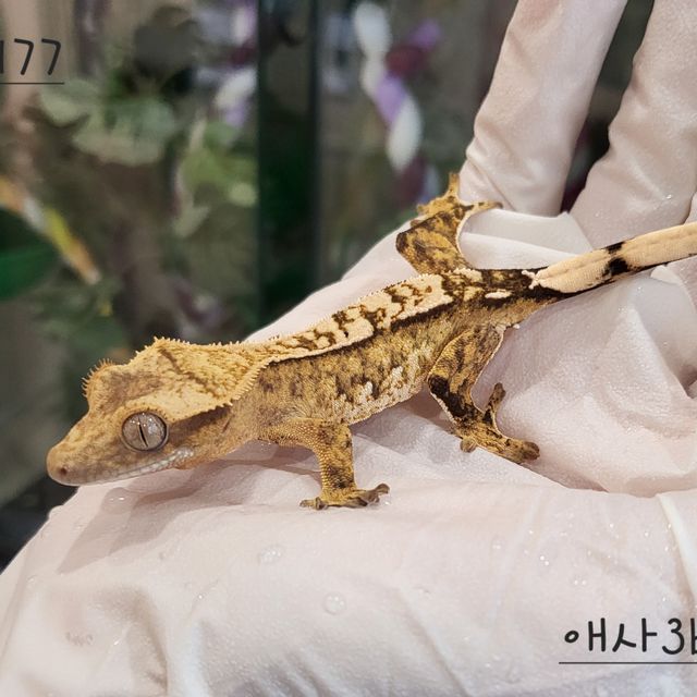 익스트림할리퀸 크림시클