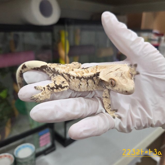 트라이 익스트림할리퀸 드리피 화이트스팟