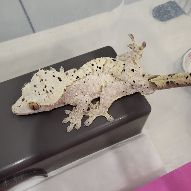 달마시안 슈퍼달마시안