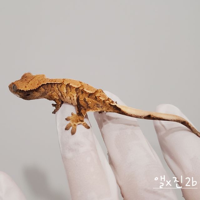 노멀 트라이 익스트림할리퀸