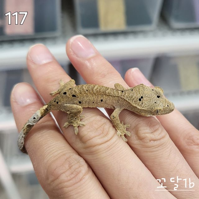 달마시안