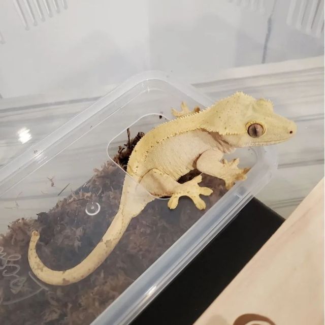 벅스킨 옐로우