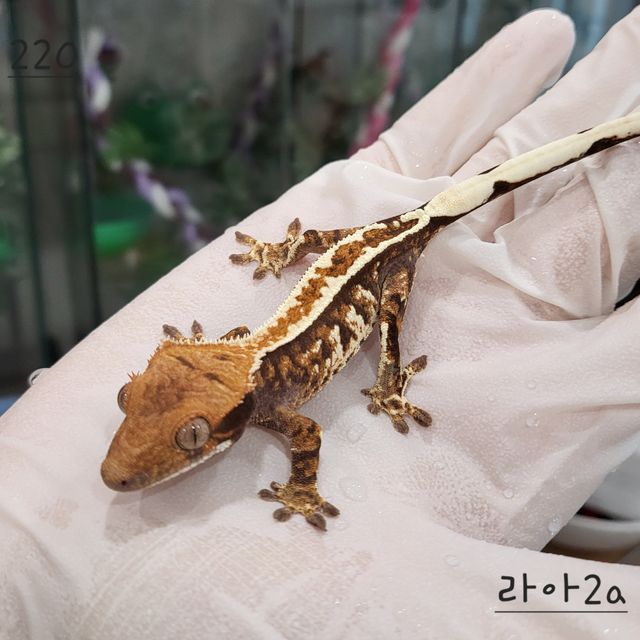 카푸치노 트라이 핀스트라이프