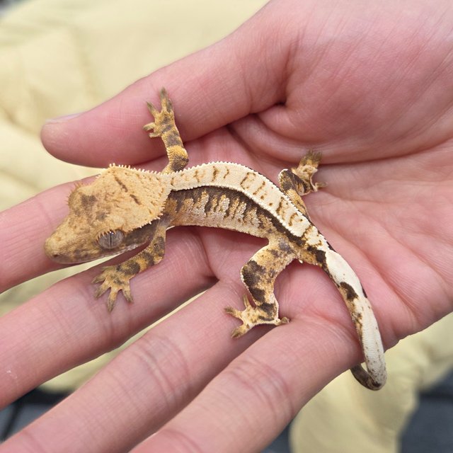 트라이 익스트림할리퀸 핀스트라이프