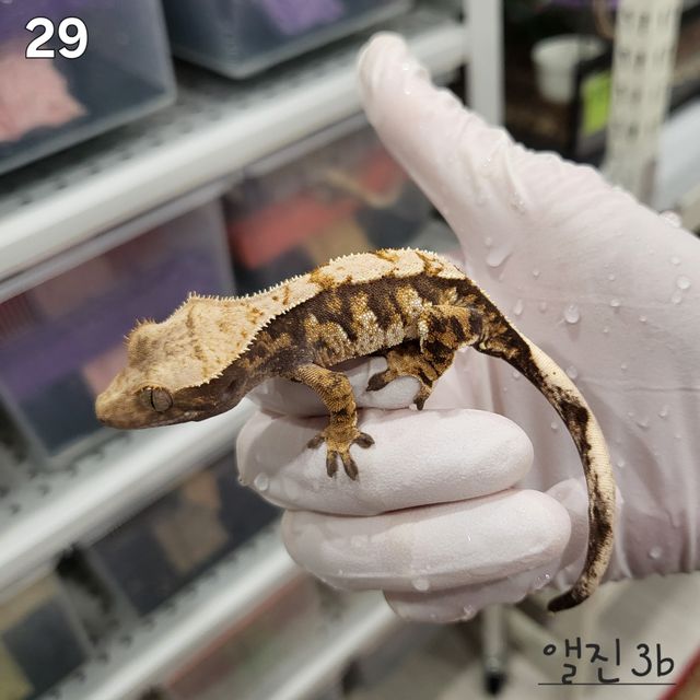 노멀 트라이 익스트림할리퀸