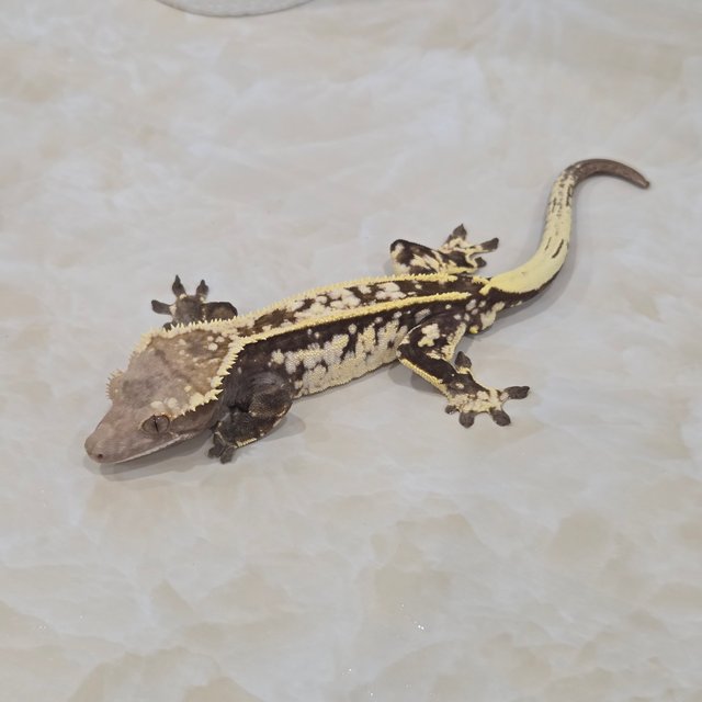 카푸치노 슈퍼스트라이프