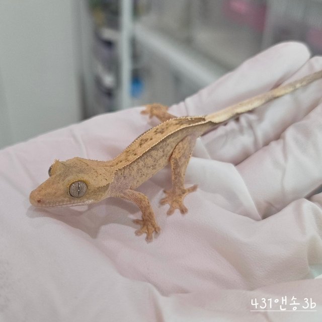 Hypo