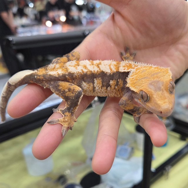 드리피 트라이 익스트림할리퀸