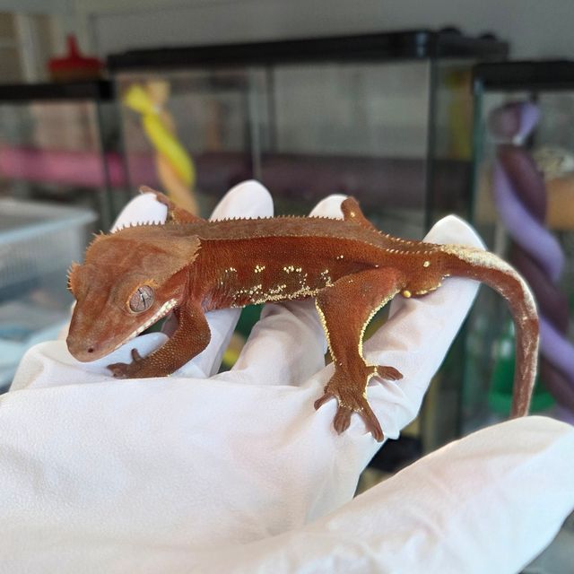 레드 바이 화이트포트홀 풀핀