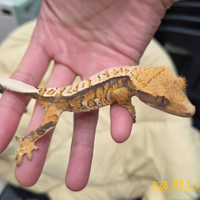 트라이 익스트림할리퀸