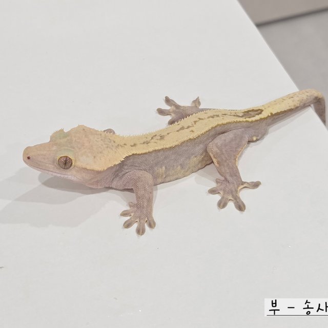 Hypo