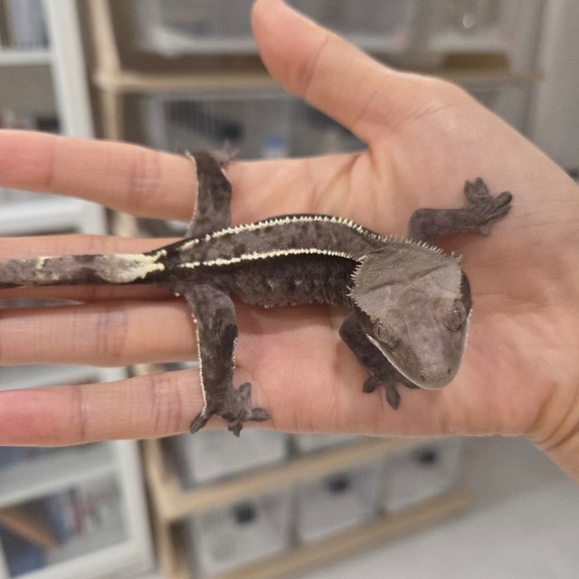 Axanthic