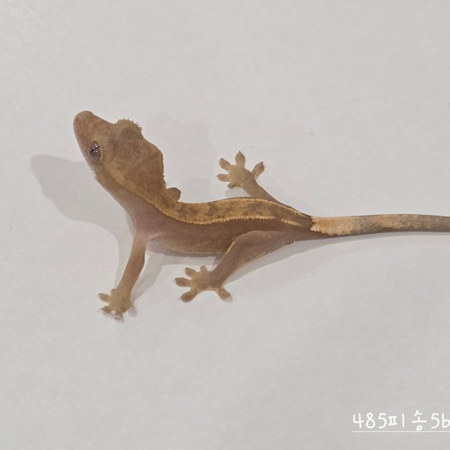 Hypo