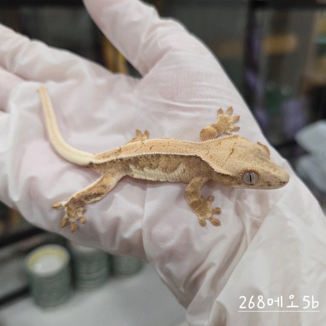 크림 릴리화이트