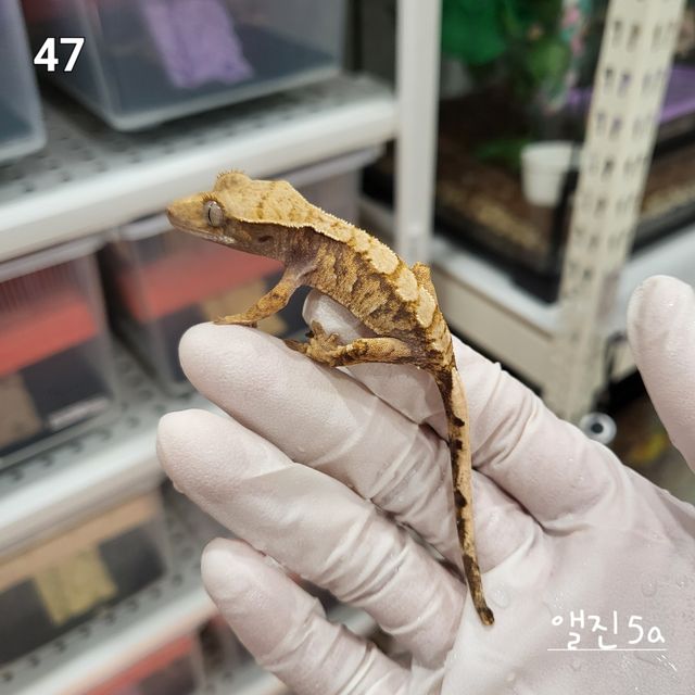 노멀 트라이 익스트림할리퀸