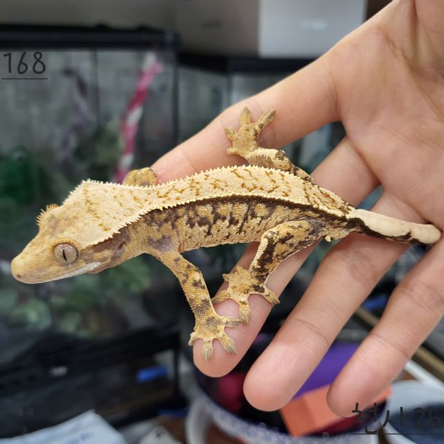 트라이 익스트림할리퀸 핀스트라이프