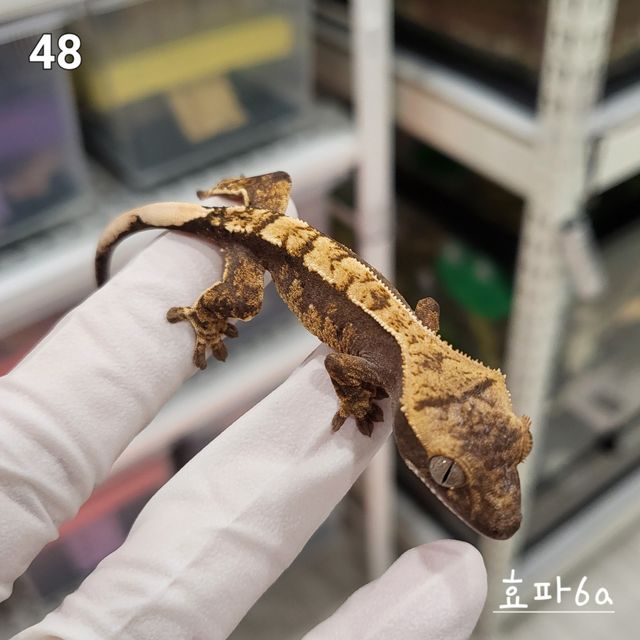 노멀 익스트림할리퀸