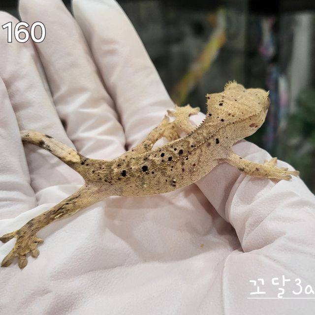 슈퍼달마시안
