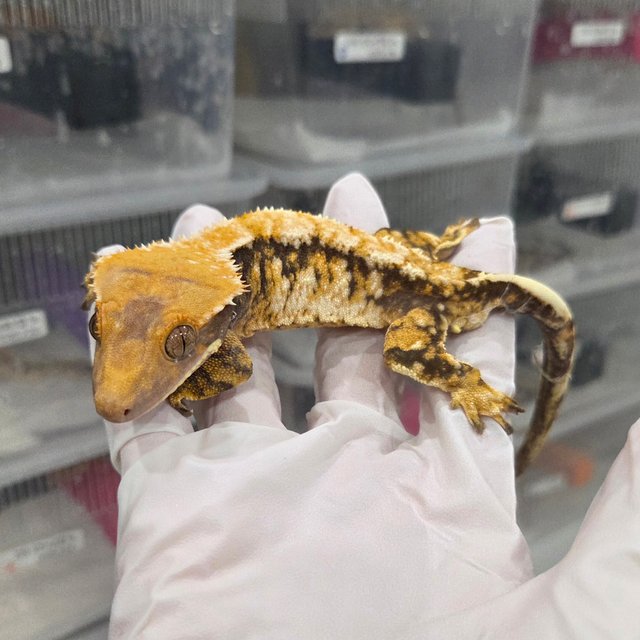 드리피 트라이 익스트림할리퀸