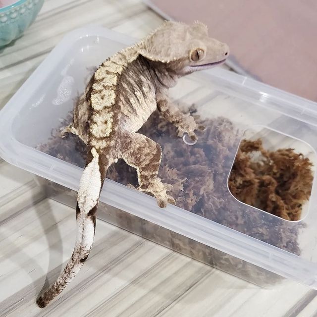 익스트림할리퀸 다크