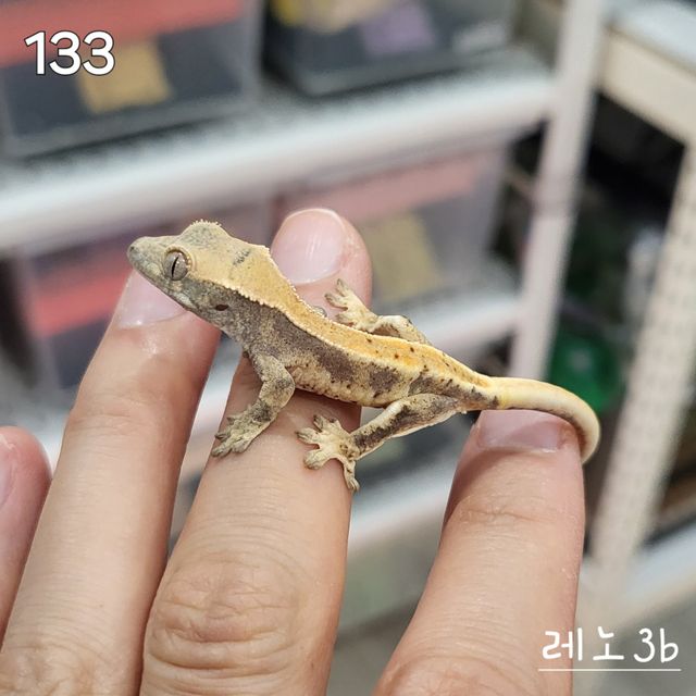 릴리화이트