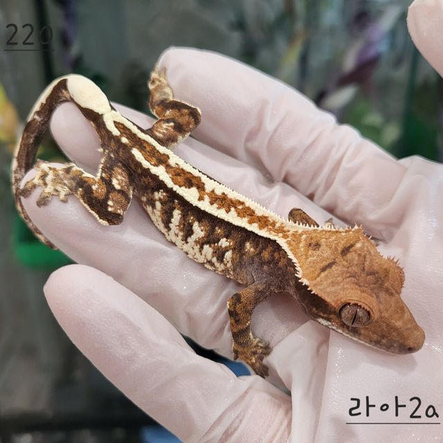 카푸치노 트라이 핀스트라이프