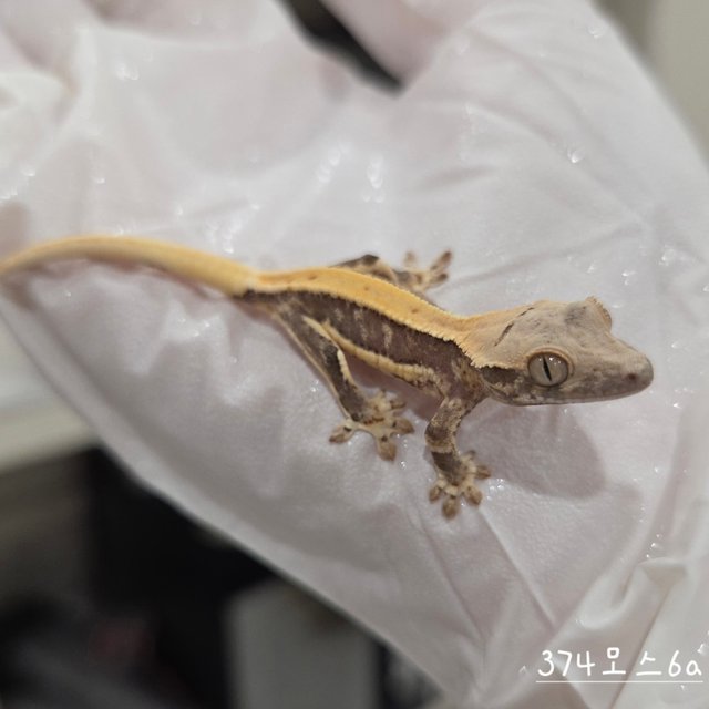 Lilly 100% Het Axanthic
