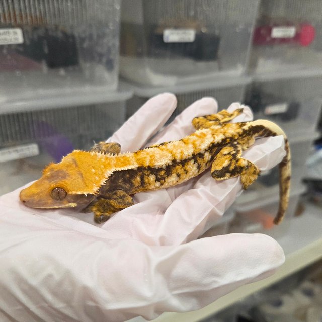 드리피 트라이 익스트림할리퀸