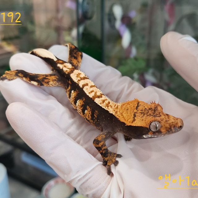 트라이 익스트림할리퀸 카푸치노
