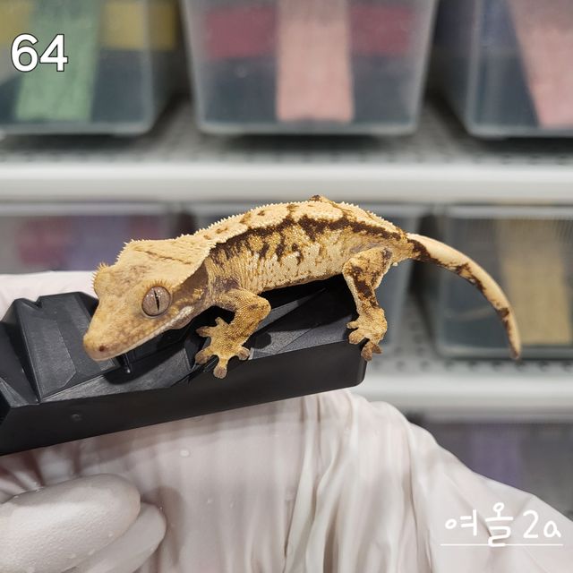 트라이 노멀 익스트림할리퀸