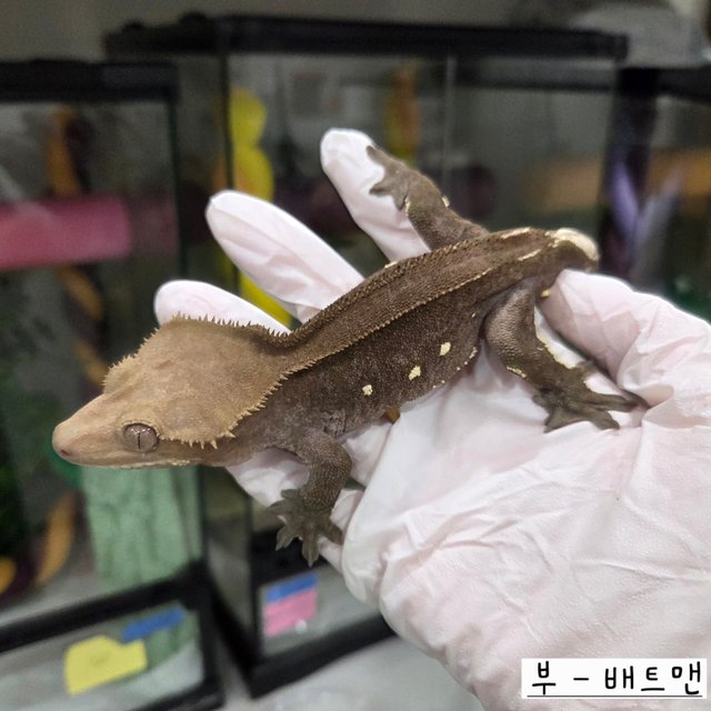 Axanthic
