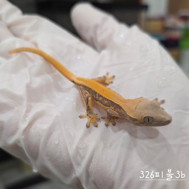 릴리화이트 솔리드백