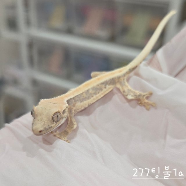 릴리화이트 솔리드백