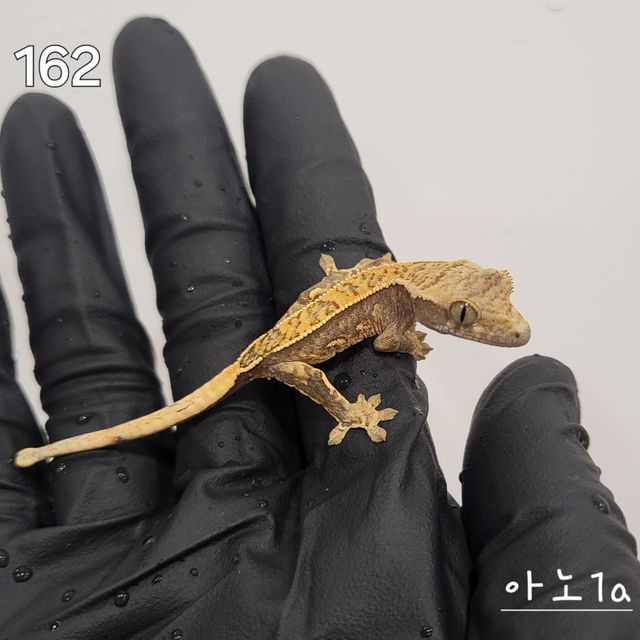 트라이 익스트림할리퀸 핀스트라이프