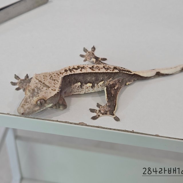 100% Het Axanthic