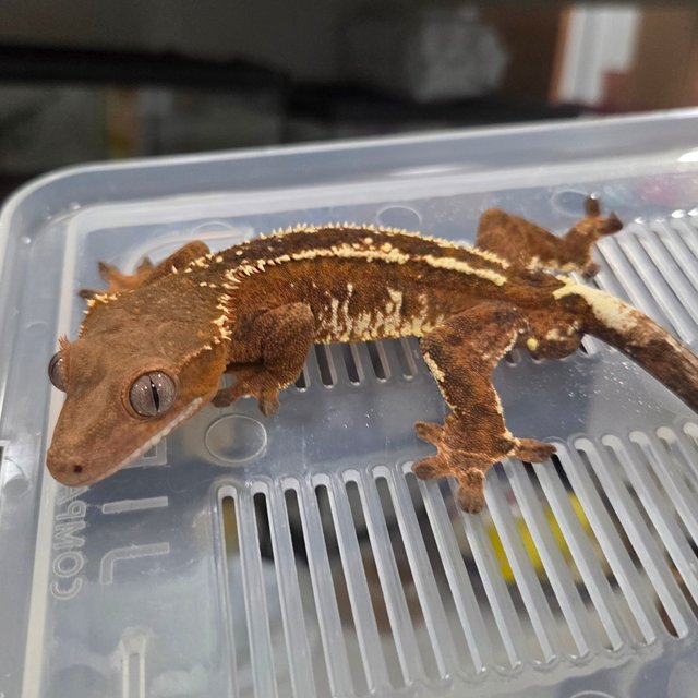 엠티백 핀스트라이프 텐저린 카푸치노