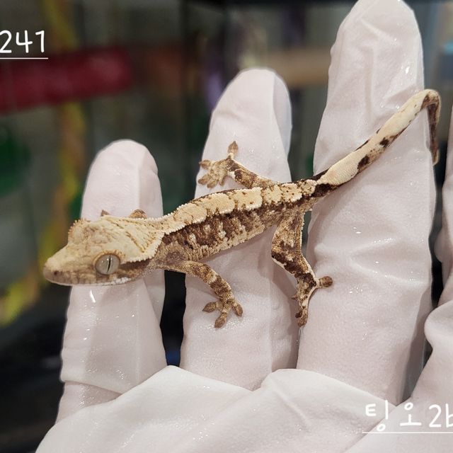 트라이 익스트림할리퀸