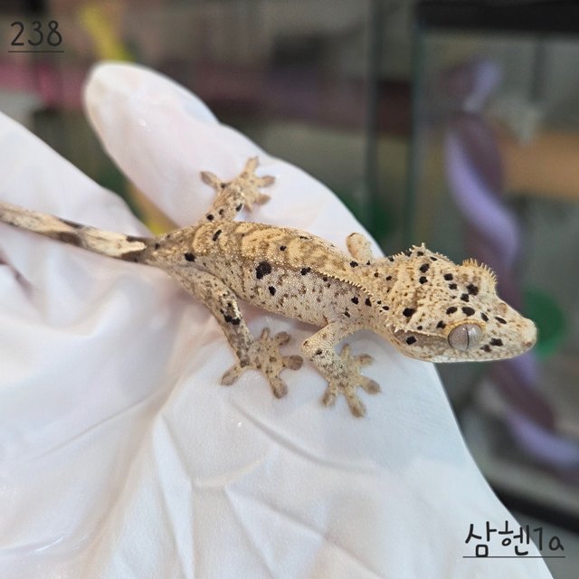 슈퍼달마시안