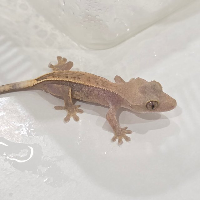 Hypo