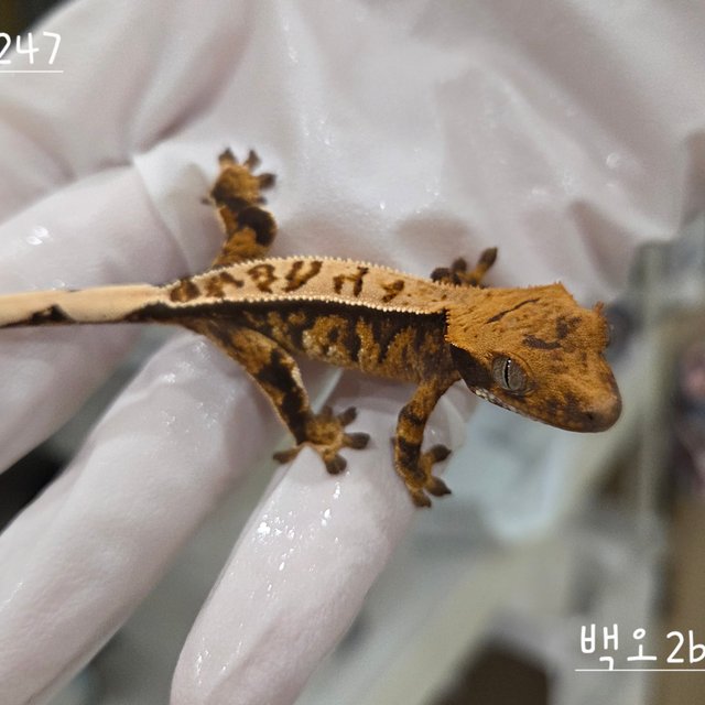 트라이 익스트림할리퀸 핀스트라이프