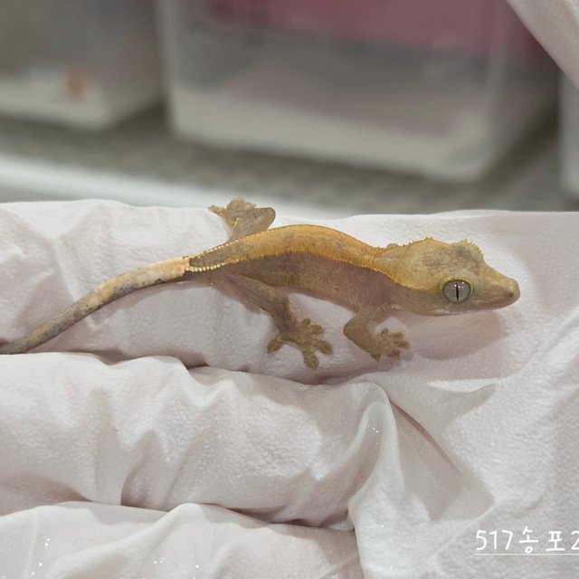 Hypo