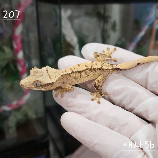 크림시클