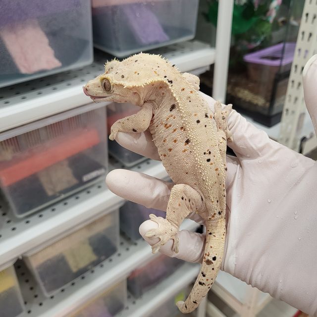 레드 달마시안 슈퍼달마시안