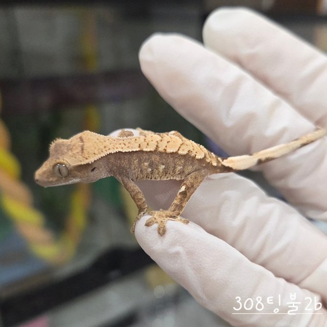 트라이 익스트림할리퀸