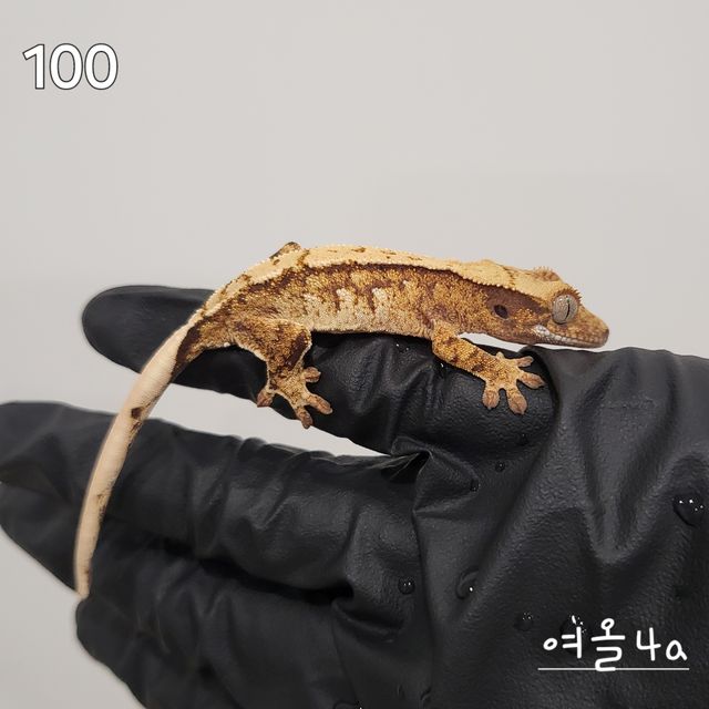 익스트림할리퀸 노멀 트라이