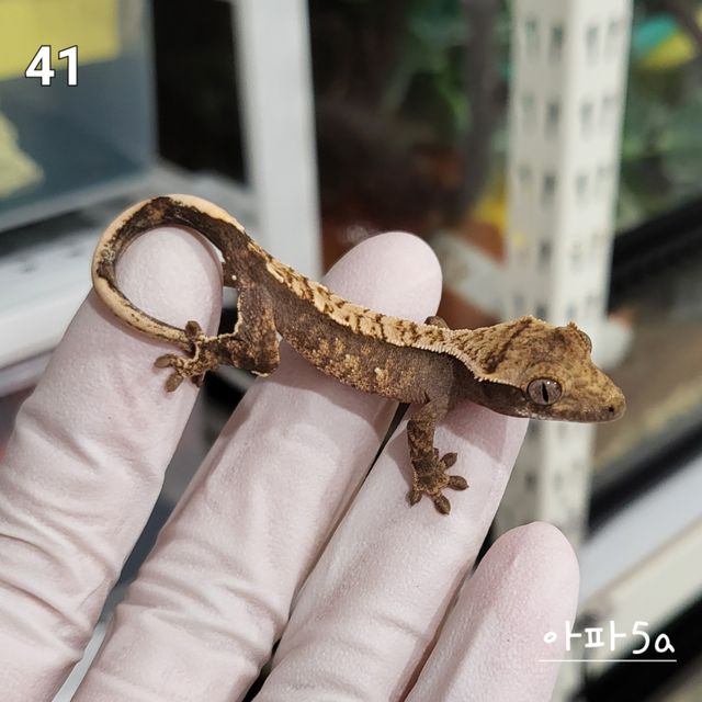 노멀 익스트림할리퀸 화이트핀