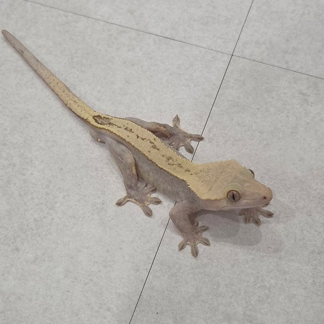 Hypo