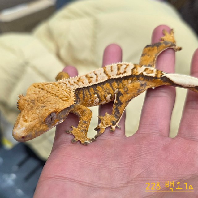 트라이 익스트림할리퀸