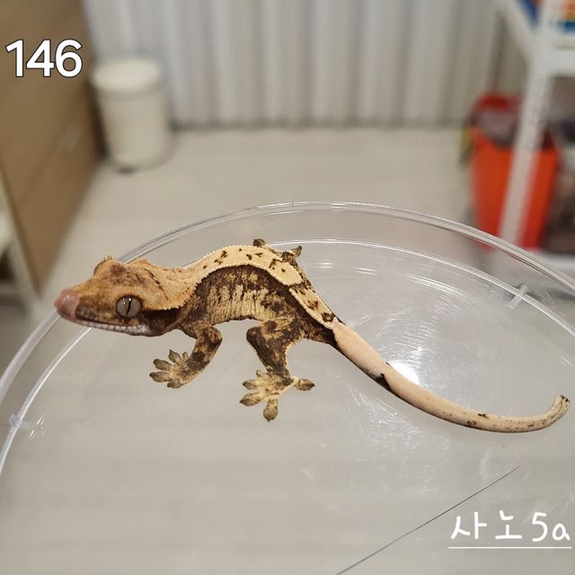 트라이 익스트림할리퀸