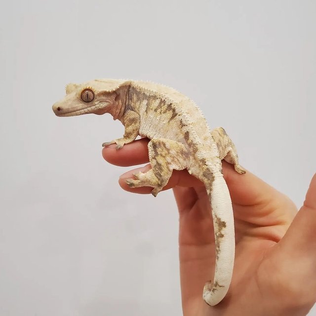 Tri Extreme Harlequin Drippy White Spot